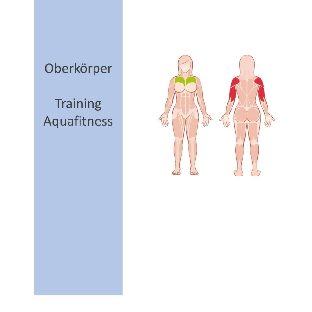 Vorschaubild für Oberkörper Audio-Programme im Shop: Zeichnung eines Körpers mit farbig hervorgehobenen Muskelgruppen der Brust- und Schultermuskulatur.